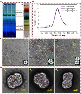 Structure Insights Into Photosystem I Octamer From Cyanobacteria